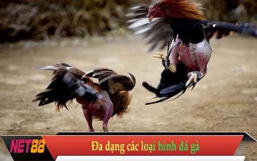 Đa dạng các loại hình đá gà